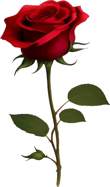 Vector red rose with leaves detailed beautiful hand drawn vector illustration