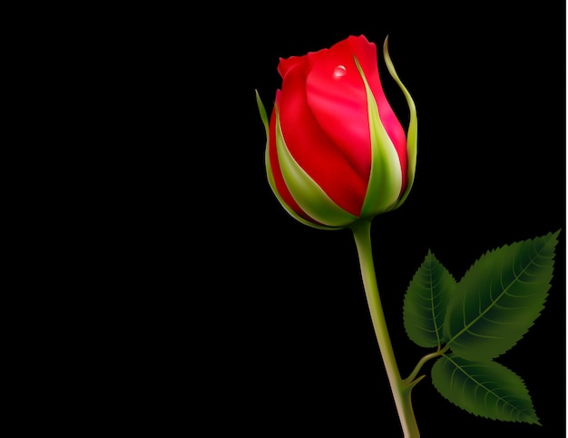 Vector red rose.