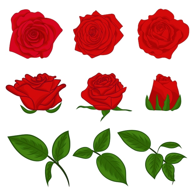 Vettore set di rose rosse