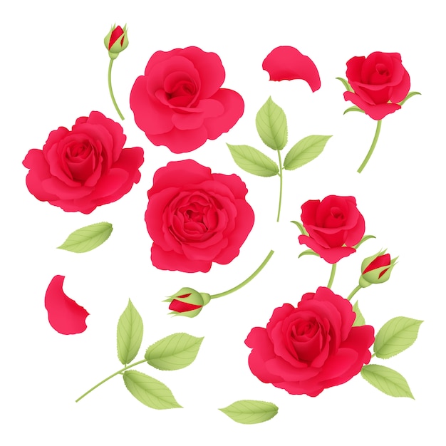 red roses vector collection 