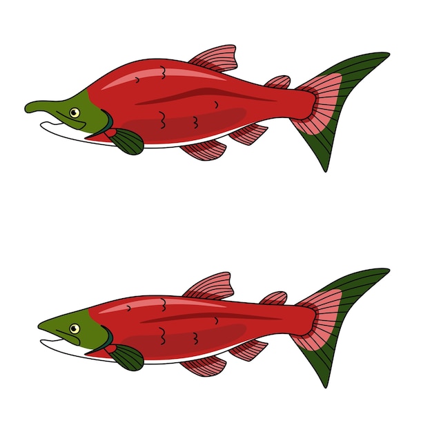 Vector red salmon fish cartoon