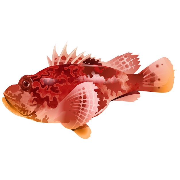 Red scorpionfish