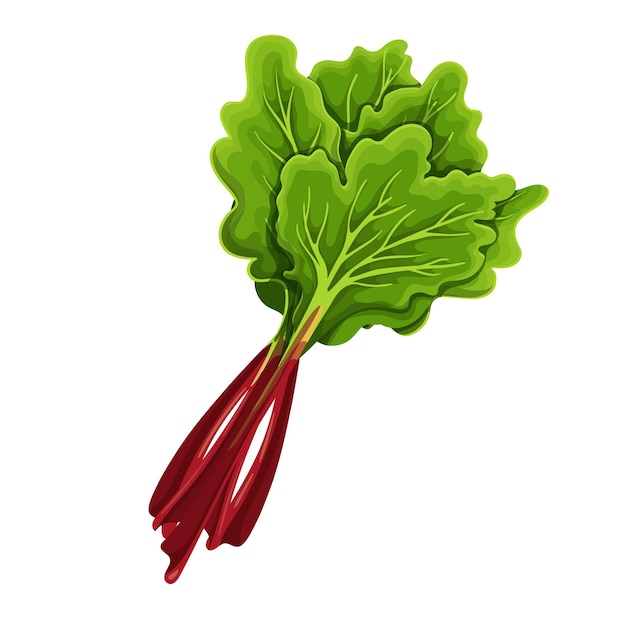 Red stems of rhubarb with green leaves, vector illustration.