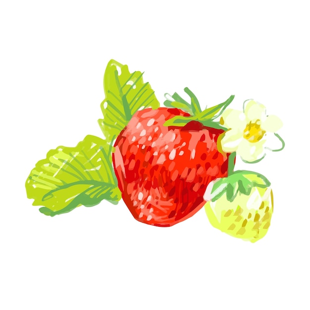 Вектор Красная сладкая клубника на белом фоне органические летние фрукты