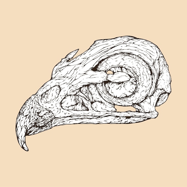 Red tailed hawk skull head vector illustration