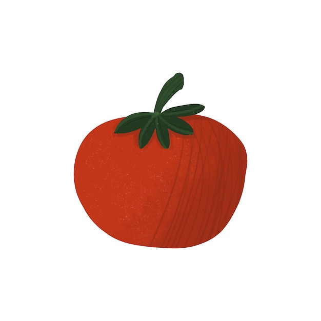 Vector red tomato hand drawn vector illustration fresh organic vegetable