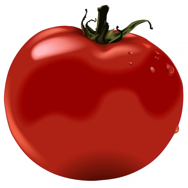 Vector red tomato illustration