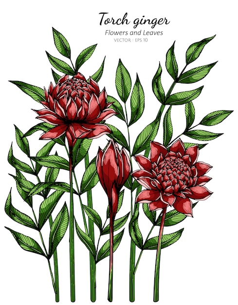 Vettore illustrazione rossa del disegno del fiore e della foglia dello zenzero della torcia con la linea arte sui bianchi.