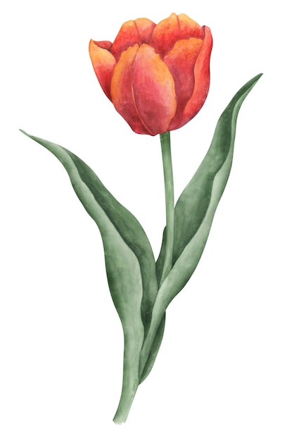 Красный тюльпан на белом фоне акварель ботаническая иллюстрация элемент цветочного клипарта