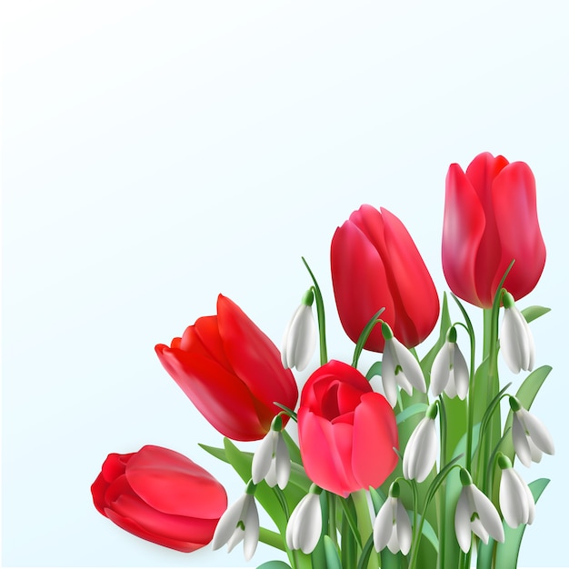 Red tulips and snowdrops on a light background. flowers in right corner.