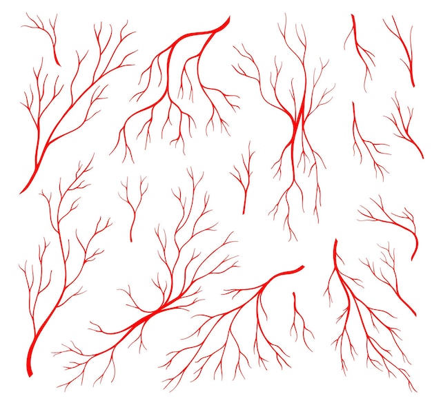 Vector red veins anatomy blood artery and eye capillary