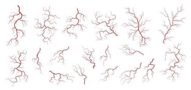 red veins anatomy blood vein artery or capillary