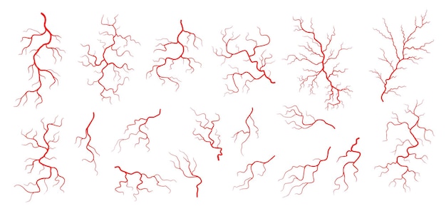 Red veins anatomy blood vein artery or capillary