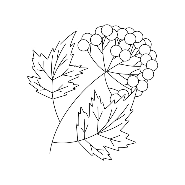 Vector red viburnum ukrainian symbols