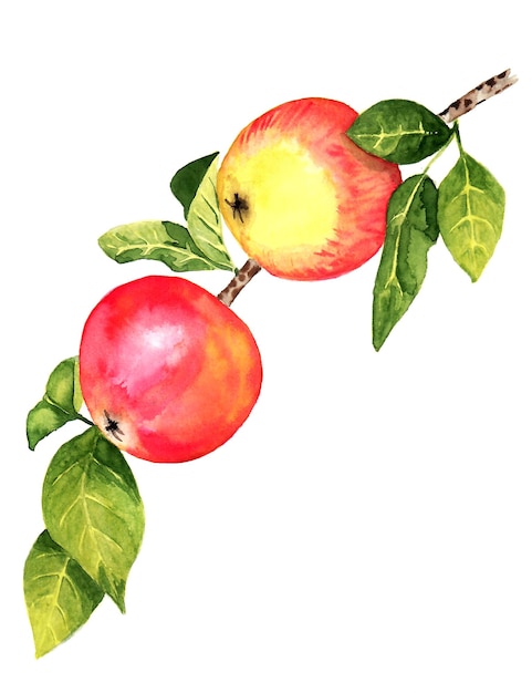 Red watercolor apples on a branch