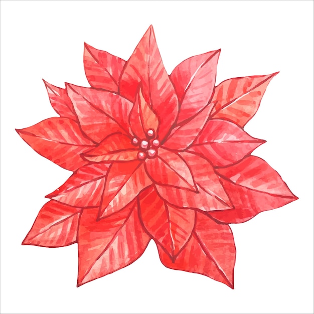 Red watercolor poinsettia isolated