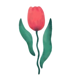 Fiore rosso del tulipano dell'acquerello illustrazione dell'acquerello di vettore