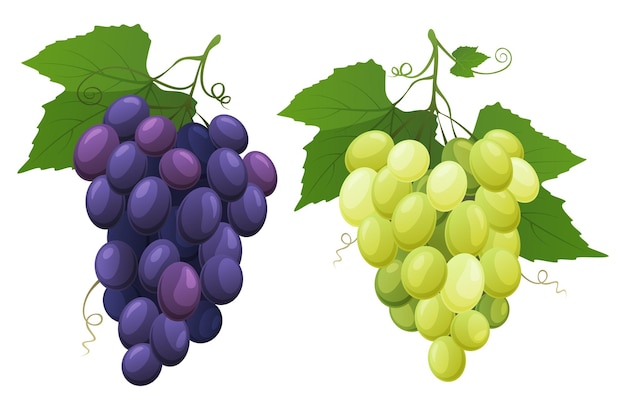 Vector red and white table grapes fresh fruit from which wine is made vector illustration