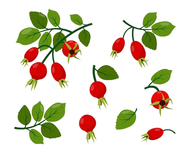 red wild rosehip berries on branch with green leaves collection