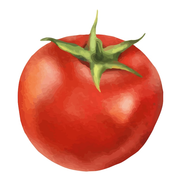 Illustrazione di pomodoro rosso wsatercolor