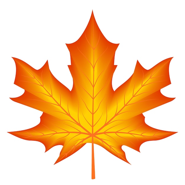 Vector red yellow autumn season maple leaf