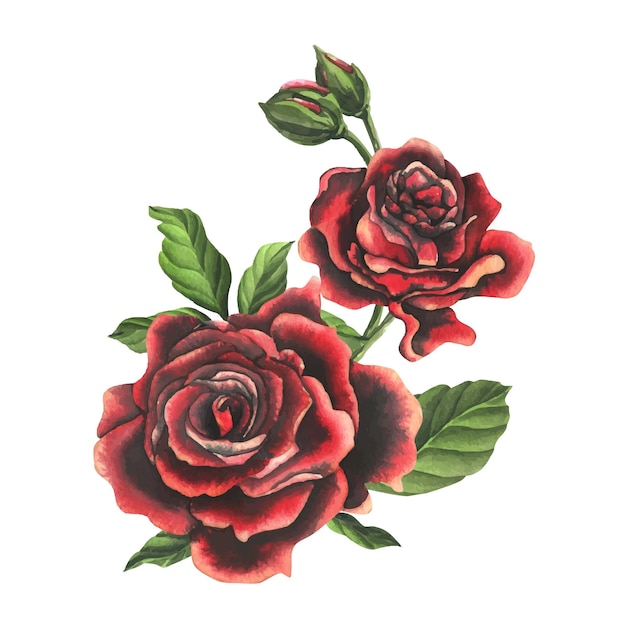 Redblack rose flowers with green leaves and buds chic bright beautiful Hand drawn watercolor illustration Isolated composition on a white background for decoration and design