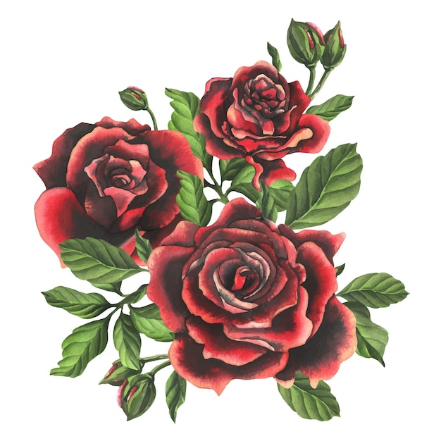 Redblack rose flowers with green leaves and buds chic bright beautiful Hand drawn watercolor illustration Isolated composition on a white background for decoration and design