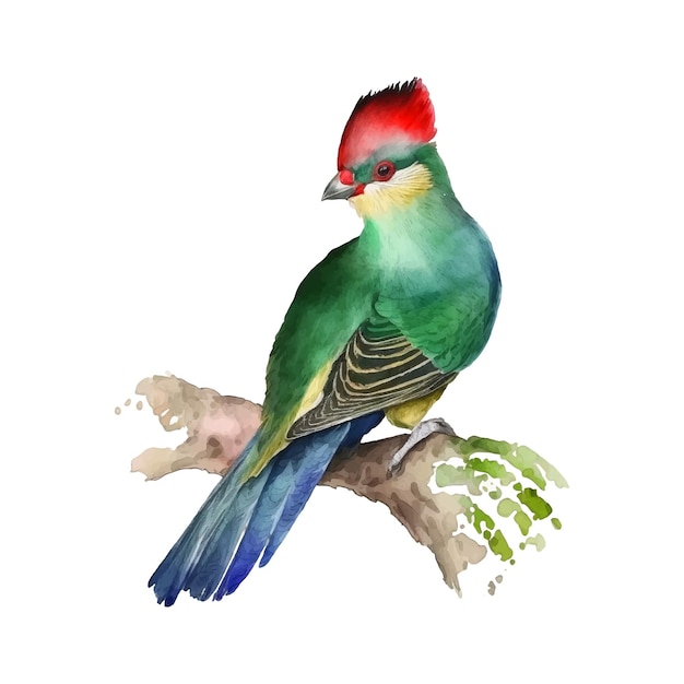 Vector redcrested turaco watercolor paint