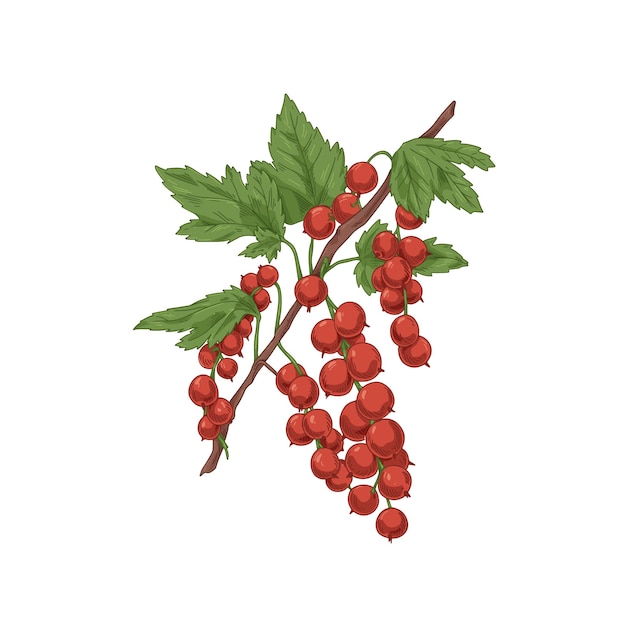 ベクトル レッドカラントの枝。園芸植物で成長している赤スグリのクラスター。新鮮な熟した果実と葉を使ったリアルなビンテージ植物画。手描きのベクトル図は、白い背景で隔離。
