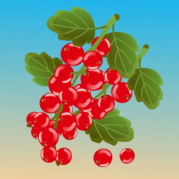 redcurrant 벡터 일러스트 레이 션
