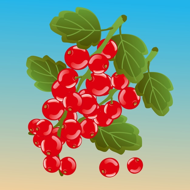 Redcurrant 벡터 일러스트 레이 션