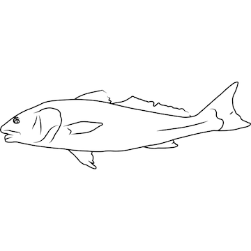 Premium Vector  Redfish hand sketched hand drawn vector clipart