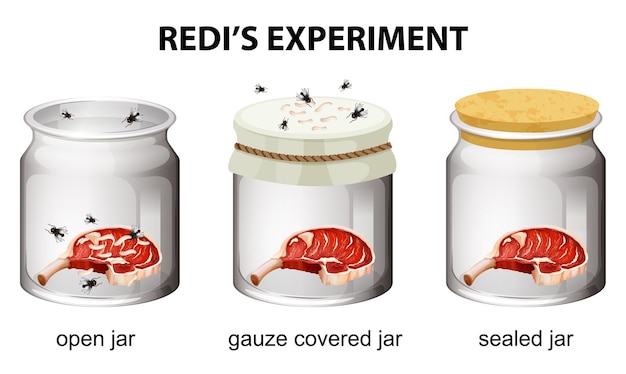 Redi's experiment diagram for education