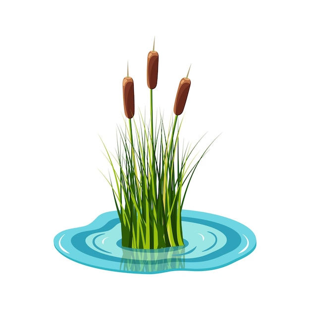 Reed high in grass grows from the water vector illustration of pond plants swamp vegetation element