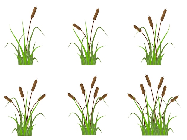 벡터 갈대 아이콘 녹색 잔디에 강에 식물을 설정 간단한 평면 벡터 일러스트 레이 션에 고립