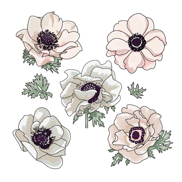 Vector reeks anemonenillustratie voor bloemenboeketontwerp