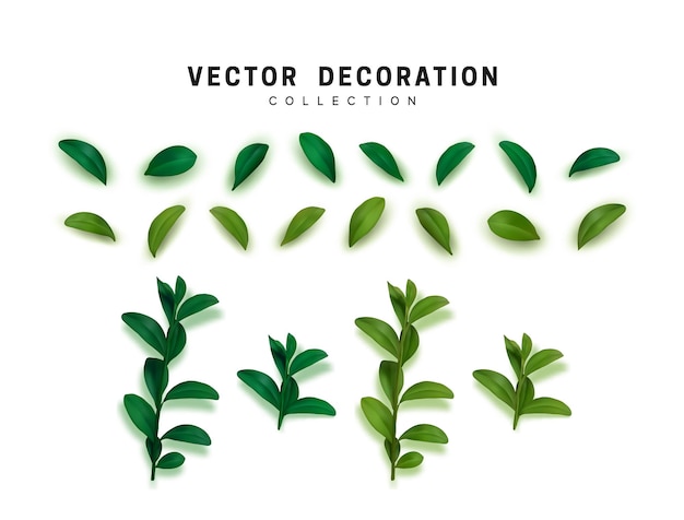 Reeks bladeren, gebladerte realistische groene bloemblaadjes. Geïsoleerd op witte achtergrond. vectorillustratie