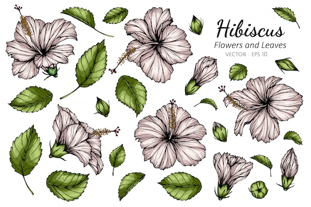 Reeks Witte Hibiscusbloem en illustratie van de bladtekening