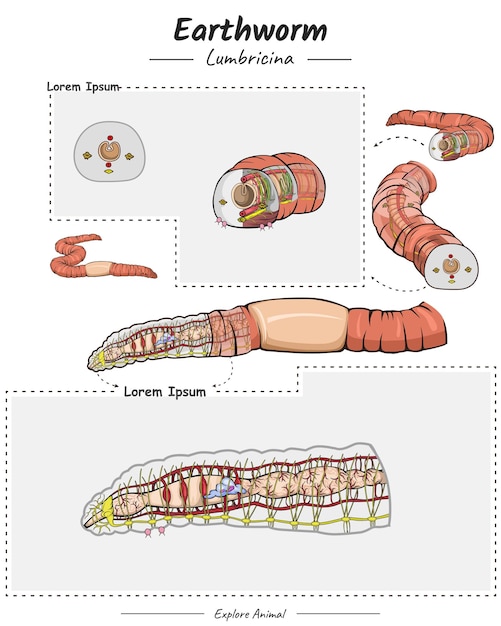 Vector regenworm anatomie sjabloon