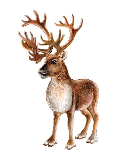 Reindeer isolated on white background. Deer with horns. Illustration. Watercolor. Template.