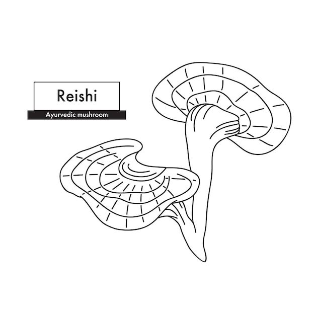 リーシのキノコの植物学的なラインアート描画 有機化 ⁇ 品に最適 アーユルヴェーダの代替医学 ベクトルイラスト