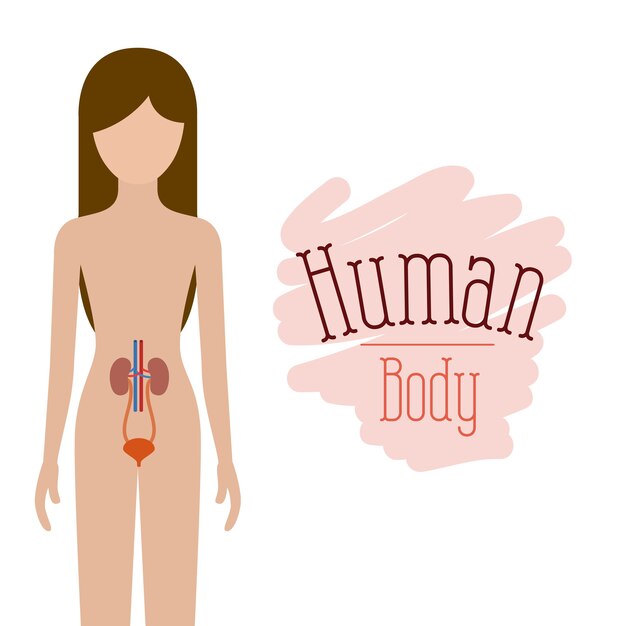 Renal system human body