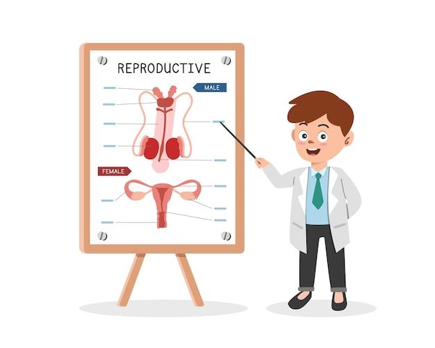 Reproductive system clipart cartoon Doctor presents human reproductive system medical seminar vector