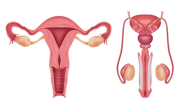 Vettore sistema riproduttivo organi maschili e femminili umani vagina penis biologia infografica vettore decente modello realistico