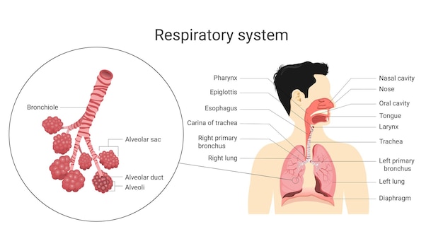 Apparato respiratorio anatomia e fisiologia del corpo umano concetto di educazione biologica illustrazione vettoriale