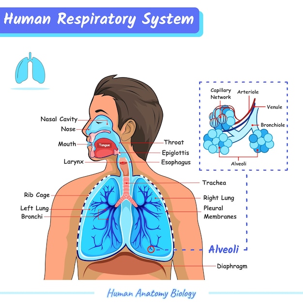 Vector respiratory system of human