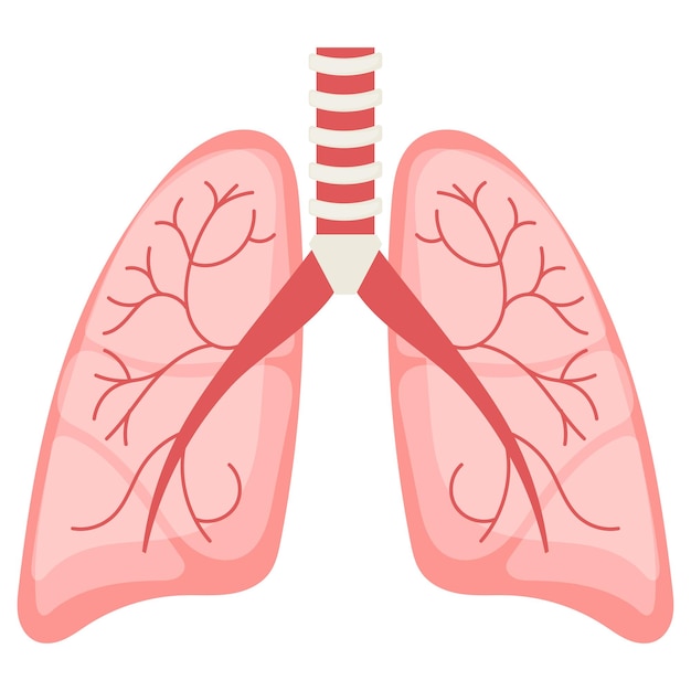 Respiratory System Vector Design Organ System Human Anatomy Human Body Parts Human Lungs concept