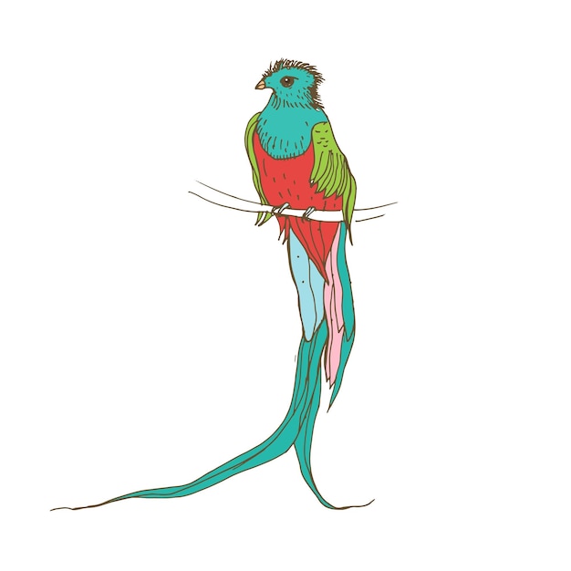 輝くケツァール、カラフルな羽毛の長い尾を持つ熱帯の鳥。枝に座っているエキゾチックなジャングルの羽毛動物のリアルな描画.白い背景に分離されたベクトルの手描きイラスト