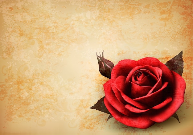 Retro background with beautiful red rose with buds