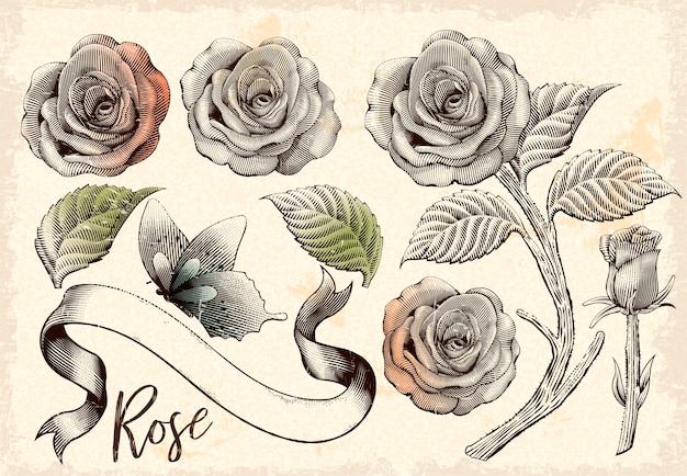 Вектор Набор декоративных элементов ретро розы, цветы, бабочки и ленты в стиле затенения травления на бежевом фоне